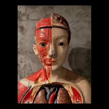 Clay Adams Anatomical Model