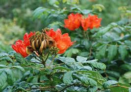 Image result for Spathodea campanulata