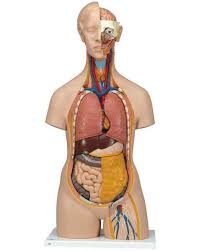 Discover anatomical models, simulators, educational supplies australia & more! Torso Anatomy Models Human Torso Models