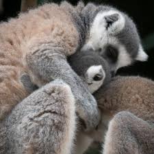 Bronx zoo is giving you 1% off online orders. Bronx Zoo Staff Dedicated During Covid 19 Nature And Wildlife Discovery