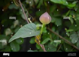 Image result for Aniseia martinicensis