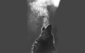 He is invisible to ordinary folk since he is a visitor from another plane of existence. Wolf Hd Wallpapers Desktop And Mobile Images Photos