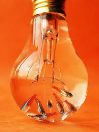 Neon Light Bulb Orange Aesthetic Orange Fish Orange Wallpaper