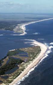 Image result for Justicia stachytarphetoides