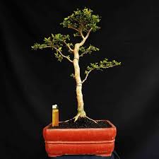 Jual Bonsai Tanaman Hias Black Olive Bucida Spinosa Geometri Chokan Unik Di Lapak Super Seller Antikan Bukalapak