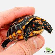 Baby red foot tortoises (royal palm beach, fl). Baby Cherry Head Red Foot Tortoise For Sale Turtlestore Com