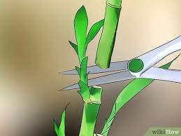 Maybe you would like to learn more about one of these? How To Care For Indoor Plants 15 Steps With Pictures Wikihow