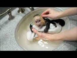 They have been vet checked and will come with a medical record. Cutest Think Ever Baby Capuchin Monkeys Make Amazing Noises When They Bathe Capuchin Monkey Pet Monkey Cute Baby Monkey