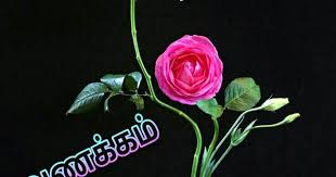 Pin By Sivaneshangd On Good Night Tamil In 2020 Wabi Sabi Crown Jewelry Sabi