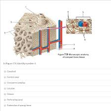 Click on the image to enlarge it. Figure 7 9 Microscopic Anatomy Of Compact Bone Tissue Chegg Com