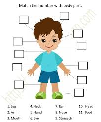 There are three different matching activities that you can choose from or you can get them all and. Environmental Science Preschool Matching Body Parts Worksheet 2