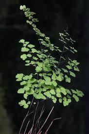 Image result for Adiantum poiretii