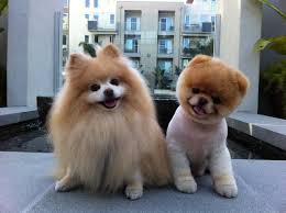 Check spelling or type a new query. Pomerania De Pelo Corto Y De Pelo Largo Mundo Perro