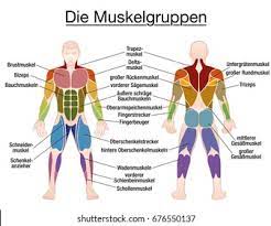 Label muscles front and back view. Muscle Chart German Labeling Most Important Stock Vector Royalty Free 676550137