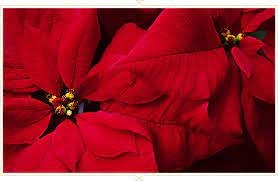 Poinsettia Care Guide Tips And Tricks Ftd Com