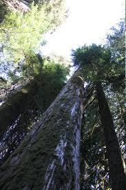 Maybe you would like to learn more about one of these? Grove Of The Patriarchs Picture Of Patriarchs Trail Mount Rainier National Park Tripadvisor