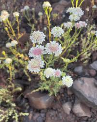 Image result for Melinis ambigua