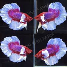 Individual betta (fighting fish) lots will be posted in this section for purchase to enable quick & easy selection of your dream fish. Salamander Dumbo Halfmoon Betta Fu Gor Fish Farm Facebook