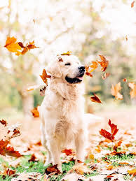 Chester Our Golden Retriever In The Autumn Leaves At Queens Park In Toowoomba Photos By Samantha Gehrmann Golden Retriever Retriever Puppy Dogs