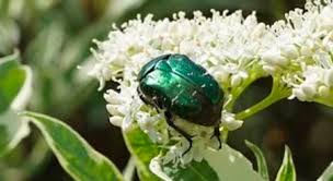 You can also say pas piqué des vers! Pourquoi Dit On Pas Pique Des Hannetons