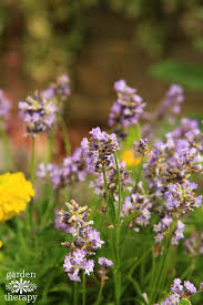 Jan 07, 2020 · the best plants to keep mosquitoes away 1. Mosquito Repellent Plants In A Pretty Diy Container Garden