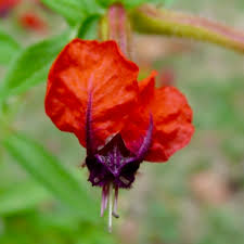 Image result for Cuphea llavea