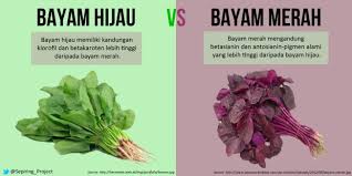 Aneka kreasi olahan sayuran bayam segar banyak juga jenis dan variasi yang tersedia ada yang pake kuah santan bayam yang digunakan bisa menggunakan sayur bayam hijau atau bayam merah. Bayam Hijau Dan Bayam Merah Mana Yang Lebih Menyehatkan Persagi Bandung