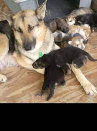 Favorite this post may 23 husky puppies Pure Breed German Shepherd Puppies For Re Homing Posts Facebook