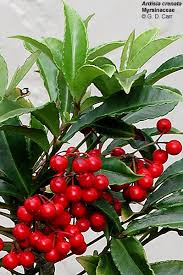 Image result for Myrsinaceae