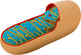 An animal cell is the smallest unit that makes up the varied tissues of animal species. Download Animal Cell Diagram Unlabeled Mitochondrial Nutrition And Endoplasmic Reticulum Stress Png Image With No Background Pngkey Com