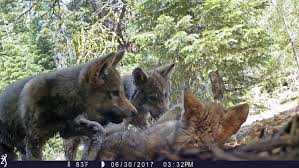 Последние твиты от wolves (@wolves). Trump Officials End Gray Wolf Protections Across Most Of Us