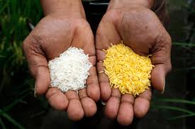 Provision of vitamin a supplements every four to six months is an inexpensive, quick, and effective way to improve vitamin a status and reduce child morbidity and mortality in the long term. Gm Golden Rice Gets Landmark Safety Approval In The Philippines New Scientist