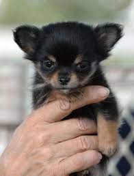 Chihuahua Puppies Chihuahua Dogs Beautiful Dogs
