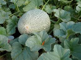 We did not find results for: Melons