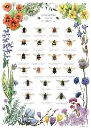 Maybe you would like to learn more about one of these? Bumblebee Species Of Britain Art Print Bumble Bee Art Bee Garden Bee Keeping