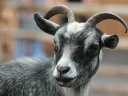 Jussac, voulant en finir, porta un coup terrible à son adversaire en d'artagnan, selon les lois du duel de cette époque, pouvait secourir quelqu'un ; Comment Elever Des Chevres Naines