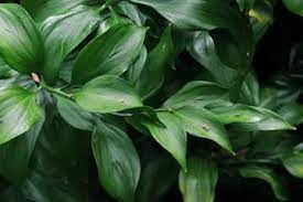 Deeproot Plant Base Online Ruscus Hypophyllum Broom Plant Plants Shrubs