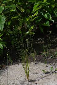 Image result for Xyris anceps