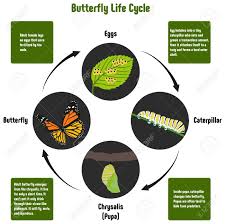 Butterfly Life Cycle Diagram With All Stages Including Eggs Caterpillar