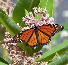 Maybe you would like to learn more about one of these? Native Flower Mix For Monarchs Applewood Seed Company