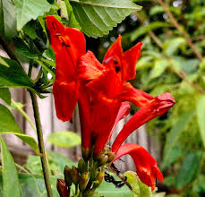 Image result for Tecomaria nyassae