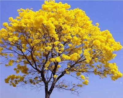 IPÊ AMARELO (HANDROANTHUS SERRATIFOLIUS) - Oficina do Paisagista : Maior Viveiro de árvores do Brasil