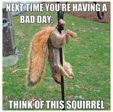 Squirrels are known to store nuts by burying them, but they are omnivores that also eat apples, insects and much more besides. Squirrel Hung By The Balls Imgur