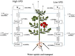 In this case, water will move from the baggie to the surrounding water. Vapour Pressure Deficit Control In Relation To Water Transport And Water Productivity In Greenhouse Tomato Production During Summer Scientific Reports