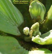 Image result for Pistia