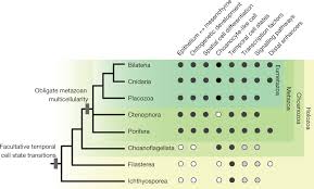 Maybe you would like to learn more about one of these? Pluripotency And The Origin Of Animal Multicellularity Nature