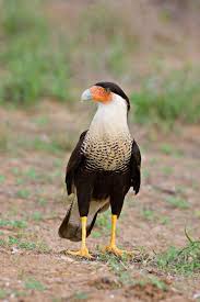 Birds Of Prey Texas Hill Country Crested Caracara With A Pretty Sweet Toupee With Images Birds Pretty Birds Bird Species