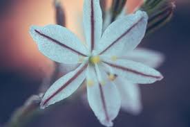 Image result for Trachyandra saltii