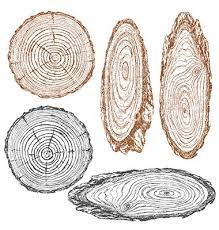 Wood Texture Sketch Vector Wood Illustration Texture Drawing Tree Textures