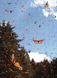 Butterfly moth vector monarch orange insect flutter. Inspiration For Arm Nature Monarch Butterfly Scenery